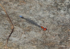 Pseudagrion massaicum