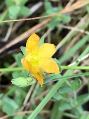 Hypericum gramineum