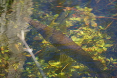 Lepisosteus platyrhincus