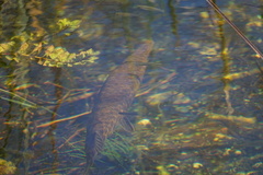 Lepisosteus platyrhincus