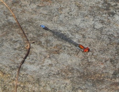 Pseudagrion massaicum