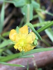 Hypericum gramineum