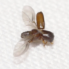 Xyleborinus saxesenii