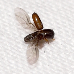 Xyleborinus saxesenii