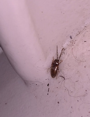 Ptilodactyla