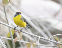 Myioborus brunniceps