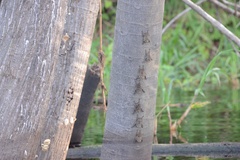 Rhynchonycteris naso