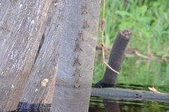 Rhynchonycteris naso