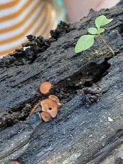 Scutellinia