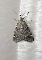 Alsophila pometaria