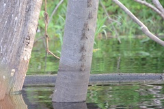 Rhynchonycteris naso