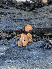 Scutellinia