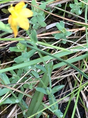 Hypericum gramineum