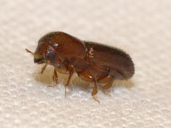 Xyleborus celsus