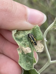 Acmaeodera scalaris
