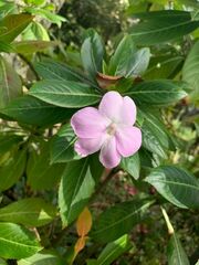 Impatiens sodenii