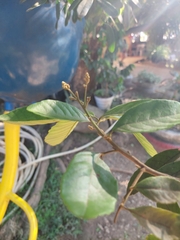 Varronia cylindrostachya