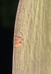 Eriophora edax