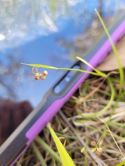 Sisyrinchium rosulatum