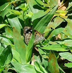 Dynamine tithia tithia