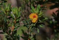 Pultenaea rostrata