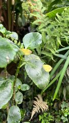 Kalanchoe densiflora