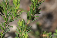 Pultenaea rostrata