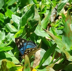 Dynamine tithia tithia