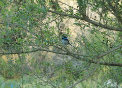 Malurus cyaneus leggei