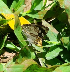 Dynamine tithia tithia