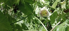 Passiflora adenopoda
