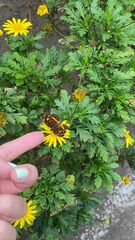 Anthanassa drusilla