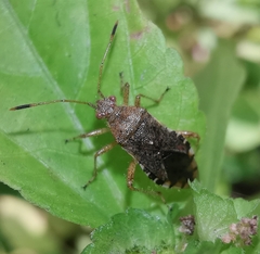 Rhopalus sapporensis