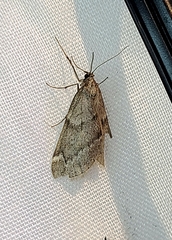 Alsophila pometaria