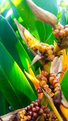 Heliconia psittacorum