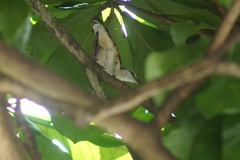 Campylorhynchus griseus
