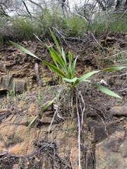 Watsonia meriana