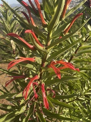 Lobelia excelsa