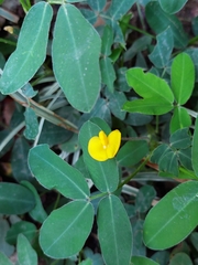 Arachis
