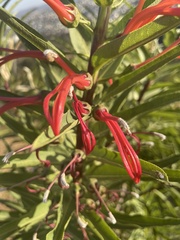 Lobelia excelsa