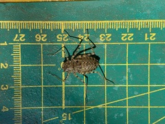 Epophthalmia elegans