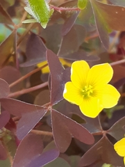 Oxalis stricta rufa