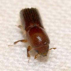 Xyleborus celsus