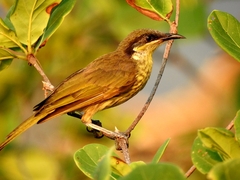 Gavicalis versicolor