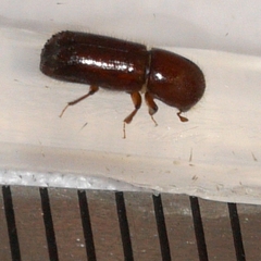 Xyleborus celsus