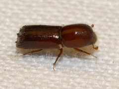 Xyleborus celsus