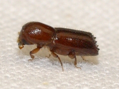 Xyleborus celsus