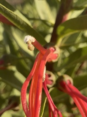 Lobelia excelsa