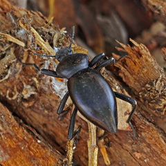 Coelocnemis dilaticollis