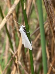 Tipanaea patulella